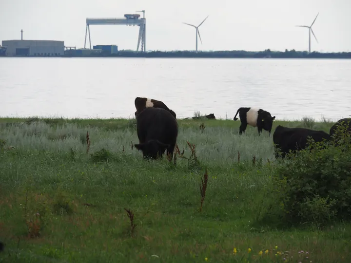 Halshuisene + Enebaerodde Beach (Denemarken)